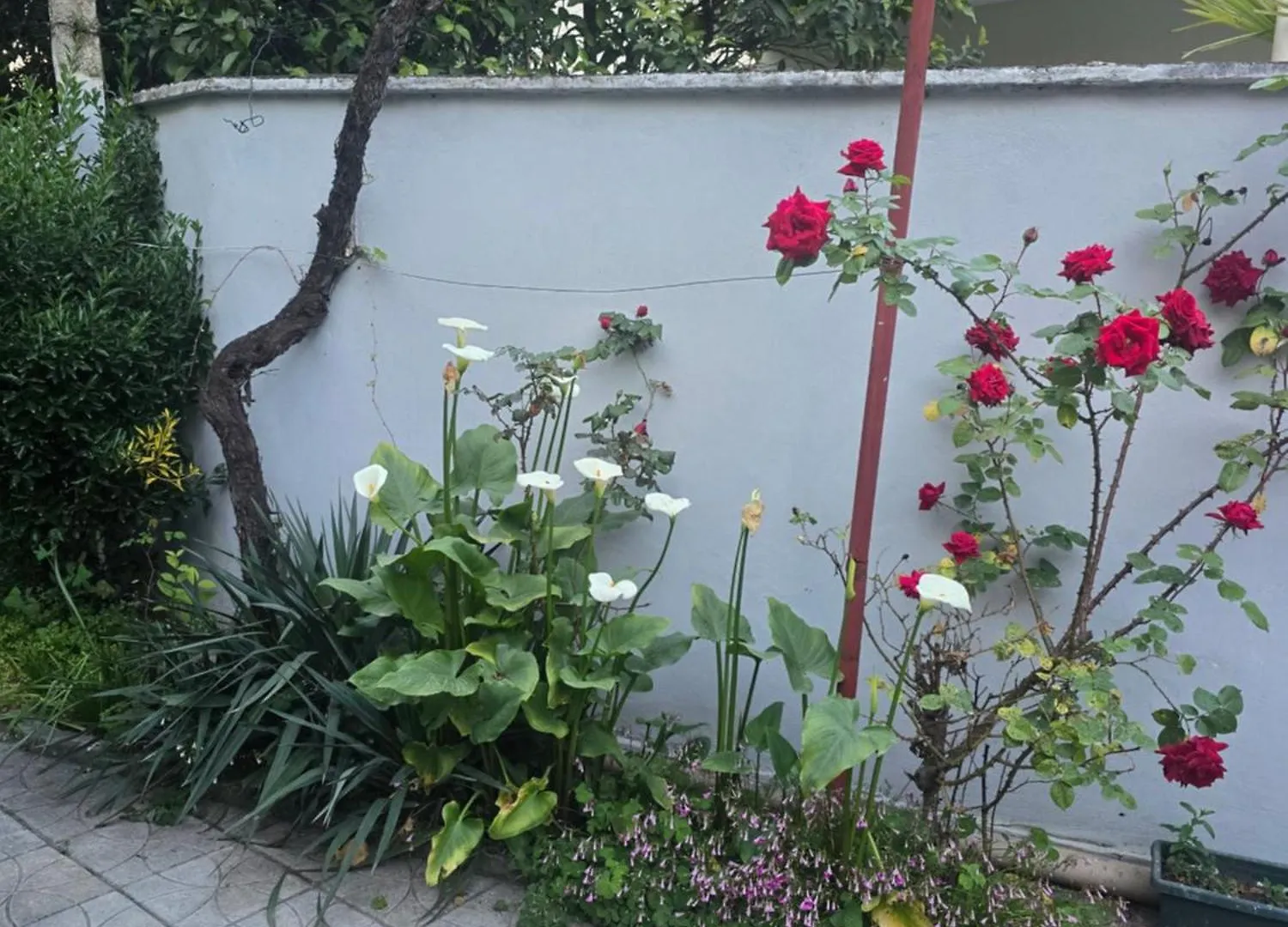 Joel House Tirana Daire